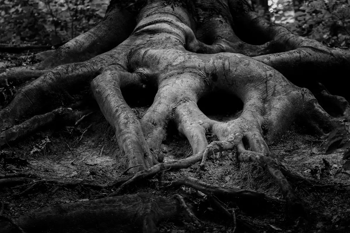 Tree roots